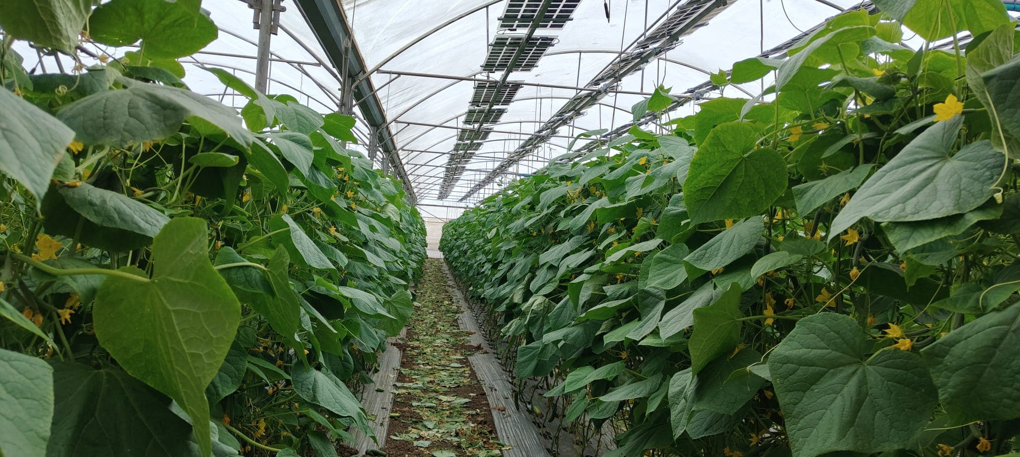 Crop rows under dynamic agrivoltaic system