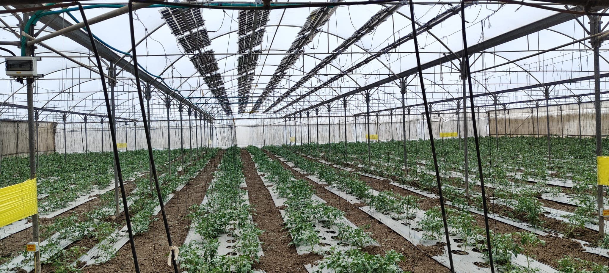 Wide greenhouse view with agrivoltaic layout