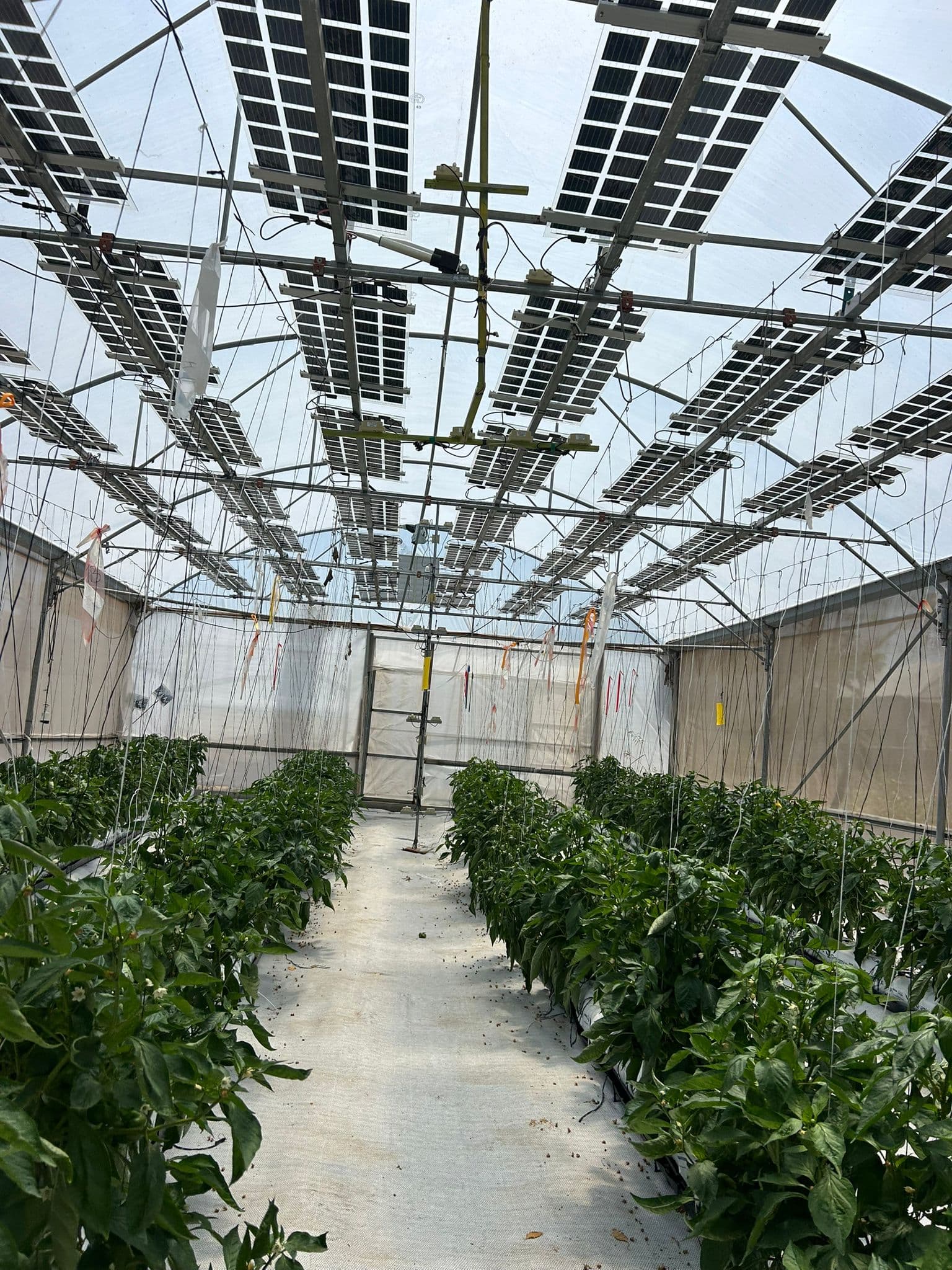 Agrivoltaic modules above greenhouse crops